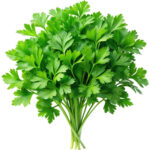 chervil freshleaf dubai uae