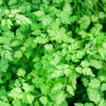 chervil freshleaf dubai uae