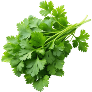 chervil in dubai freshleaf uae