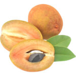 chikoo sapodilla india freshleaf dubai uae