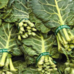 collard leaves sukurma freshleaf dubai uae