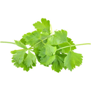 coriander cilantro freshleaf dubai uae