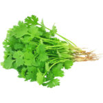 coriander cilantro freshleaf dubai uae