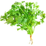 coriander cilantro freshleaf dubai uae