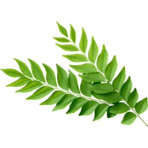 curry leaf plant freshleaf uae