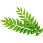 curry leaves freshleaf dubai uae