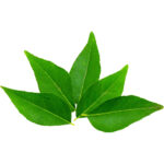 curry leaves freshleaf dubai uae