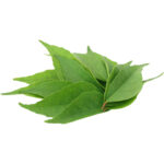 curry leaves freshleaf dubai uae