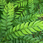 curry leaves freshleaf dubai uae