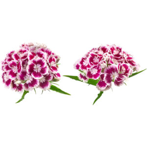 dianthus flower freshleaf dubai uae