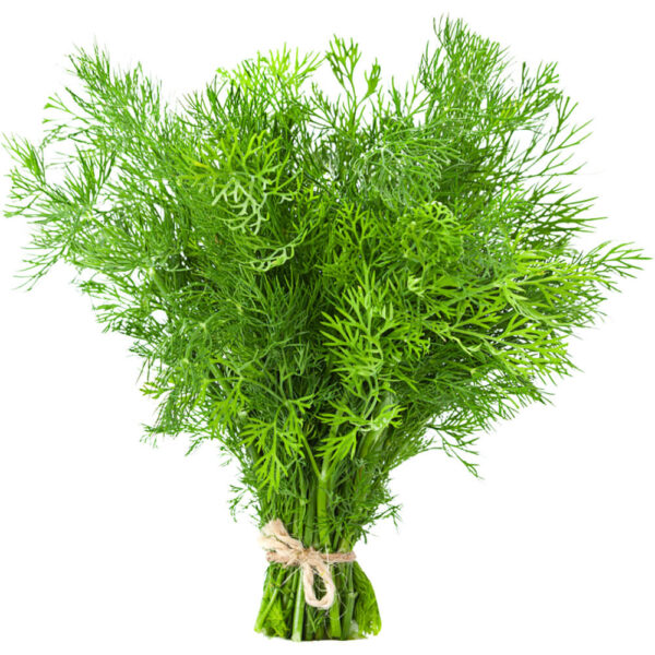 dill leaves freshleaf dubai uae