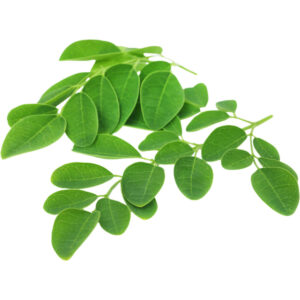 drumstick leaves freshleaf dubai uae