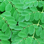 drumstick leaves freshleaf dubai uae