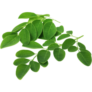 drumstick leaves freshleaf uae