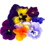 edible flower freshleaf dubai uae