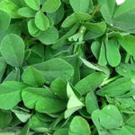 fenugreek meethi freshleaf dubai uae