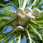 fresh fennel freshleaf uae