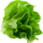 fresh lettuce boston dubai freshleaf uae