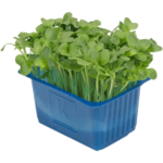 fresh wasabi cress microgreens dubai freshleaf uae