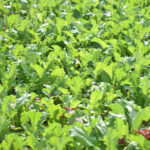 green radish freshleaf dubai uae