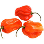 habanero chilli green freshleaf dubai uae