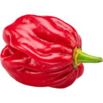 habanero chilli red freshleaf dubai uae