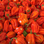 habanero chilli red freshleaf dubai uae