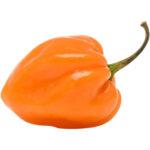 habanero-chilli-yellow-freshleaf-dubai-uae