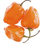 habanero-chilli-yellow-freshleaf-dubai-uae