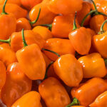 habanero-chilli-yellow-freshleaf-dubai-uae