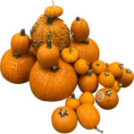 halloween pumpkin freshleaf dubai uae