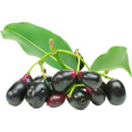 jamun fruit premium pakistani freshleaf dubai uae