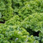 kale leaves freshleaf dubai uae