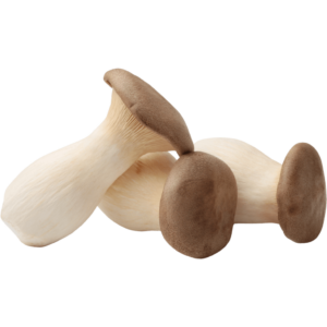 king oyster mushroom dubai freshleaf uae