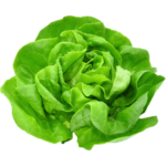 lettuce boston dubai freshleaf uae