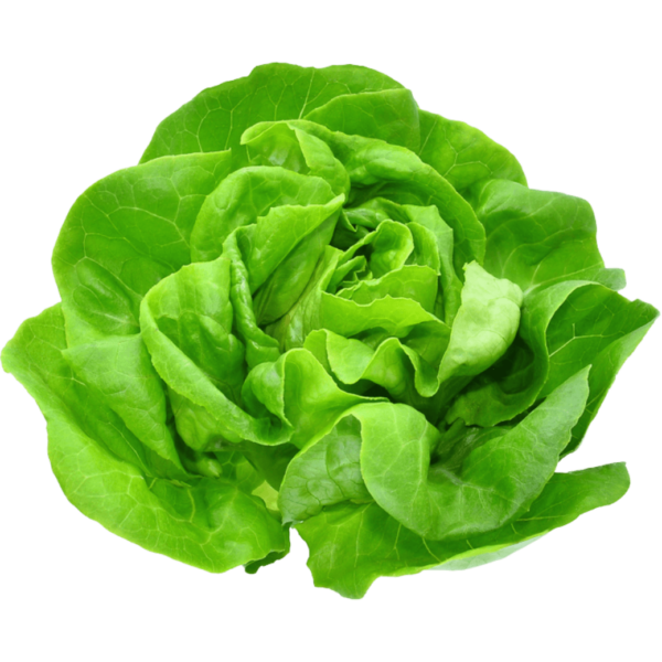 lettuce boston dubai freshleaf uae