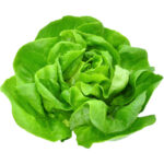 lettuce boston freshleaf dubai uae