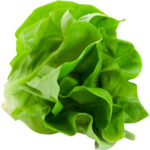 lettuce boston freshleaf dubai uae