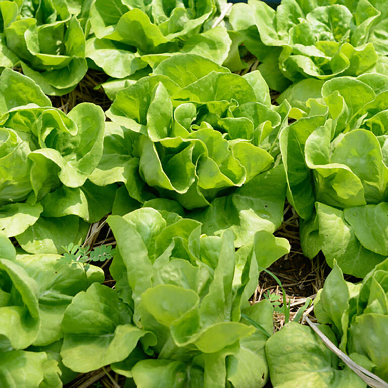 Lettuce Boston Fresh Leaf UAE