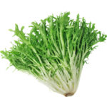 lettuce frisee green freshleaf dubai uae