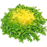 lettuce frisee yellow freshleaf dubai uae