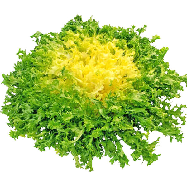 lettuce frisee yellow freshleaf dubai uae