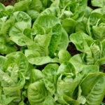 lettuce gem freshleaf dubai uae