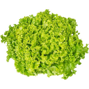 lettuce lollo bianda freshleaf dubai uae