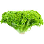 lettuce lollo bianda freshleaf dubai uae