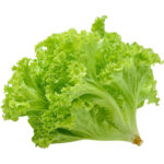 lettuce lollo bianda freshleaf dubai uae