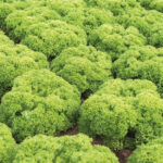 lettuce lollo bianda freshleaf dubai uae