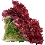 lettuce lollo rosso dubai freshleaf uae