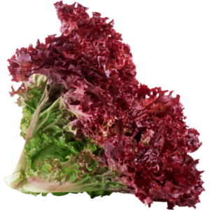 lettuce lollo rosso dubai freshleaf uae