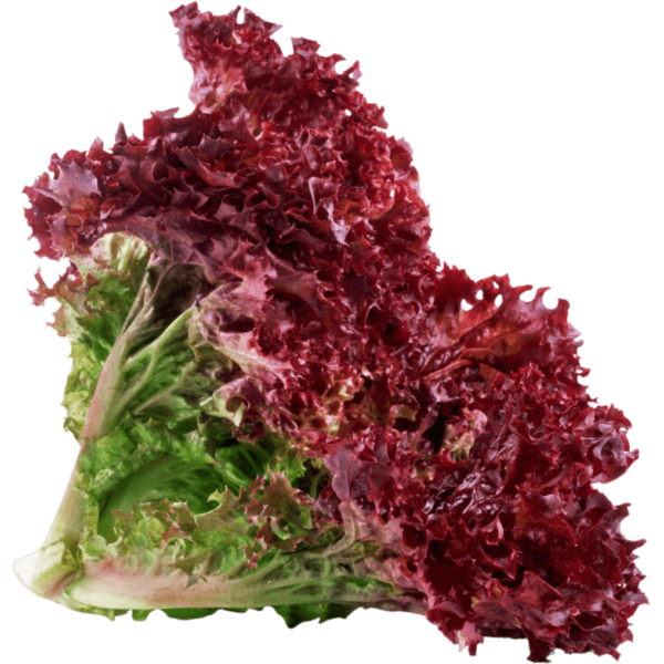 lettuce lollo rosso dubai freshleaf uae